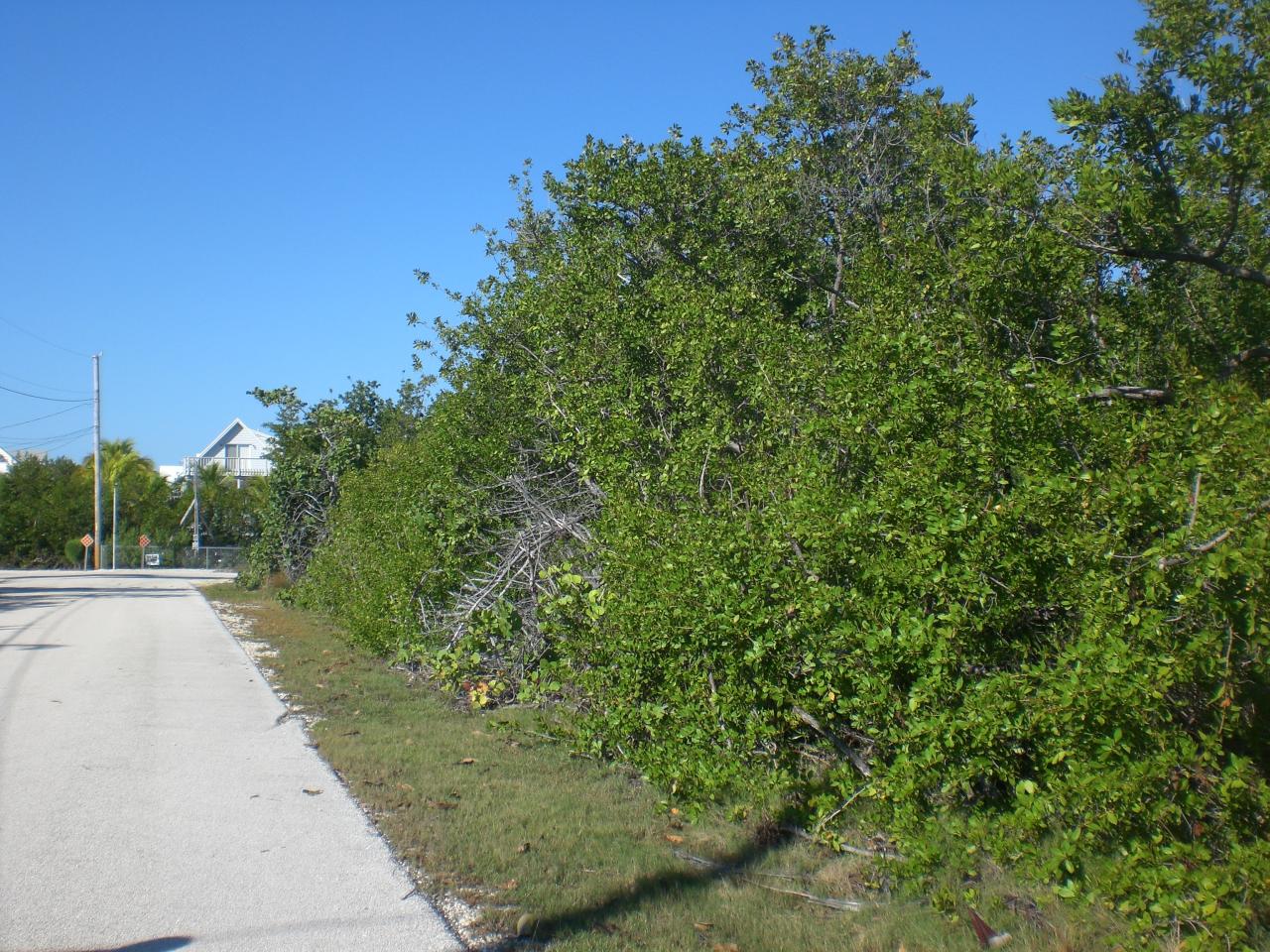 Lot 9-10 Peg Leg Road Summerland Key, FL 33042 - Photo 4 of 8 Roadside View