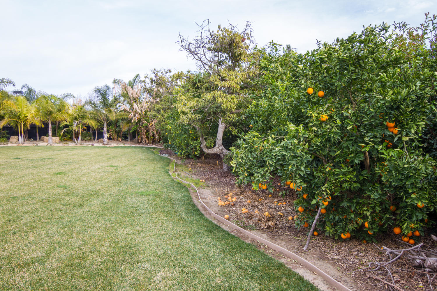 304 Cummings Road Santa Paula, CA 93060 - Photo 32 of 36 304 Cummings Rd-MLS_Size-053-7-Fruit Tre