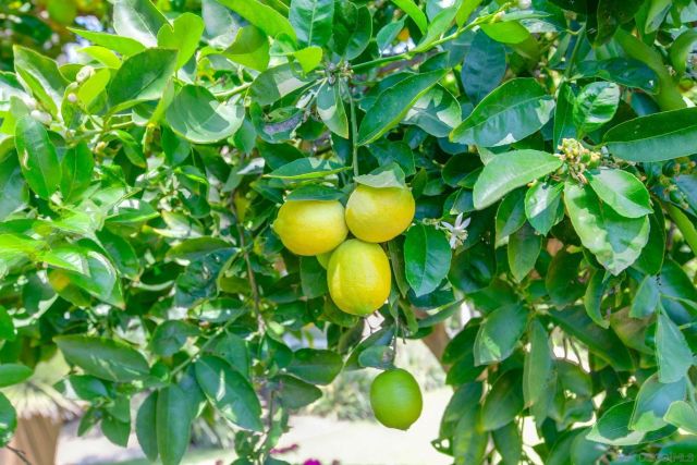 $4,300,000 | 14817 Arroyo Rosita, Rancho Santa Fe, CA 92014