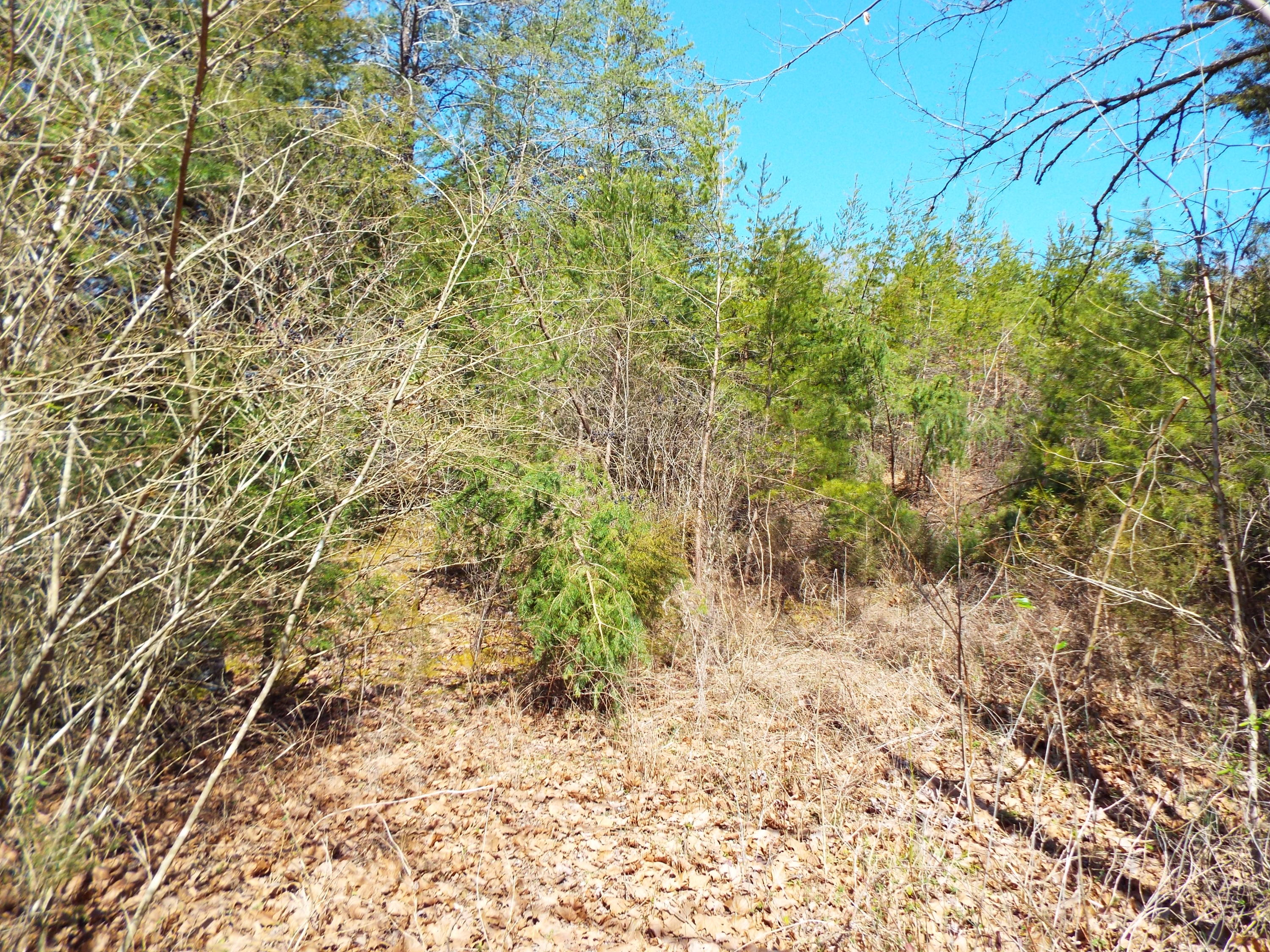 Clearwood Road Newport, TN 37821 - Photo 8 of 11 DSCF6224
