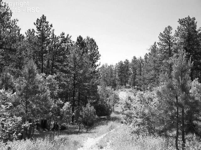 4369 Elati Road Larkspur, CO 80118 - Photo 3 of 16 Gallery Image 3
