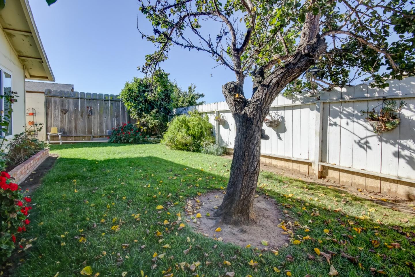 1759 Emerald Drive Salinas, CA 93906 - Photo 20 of 21 a tree in the middle of a yard