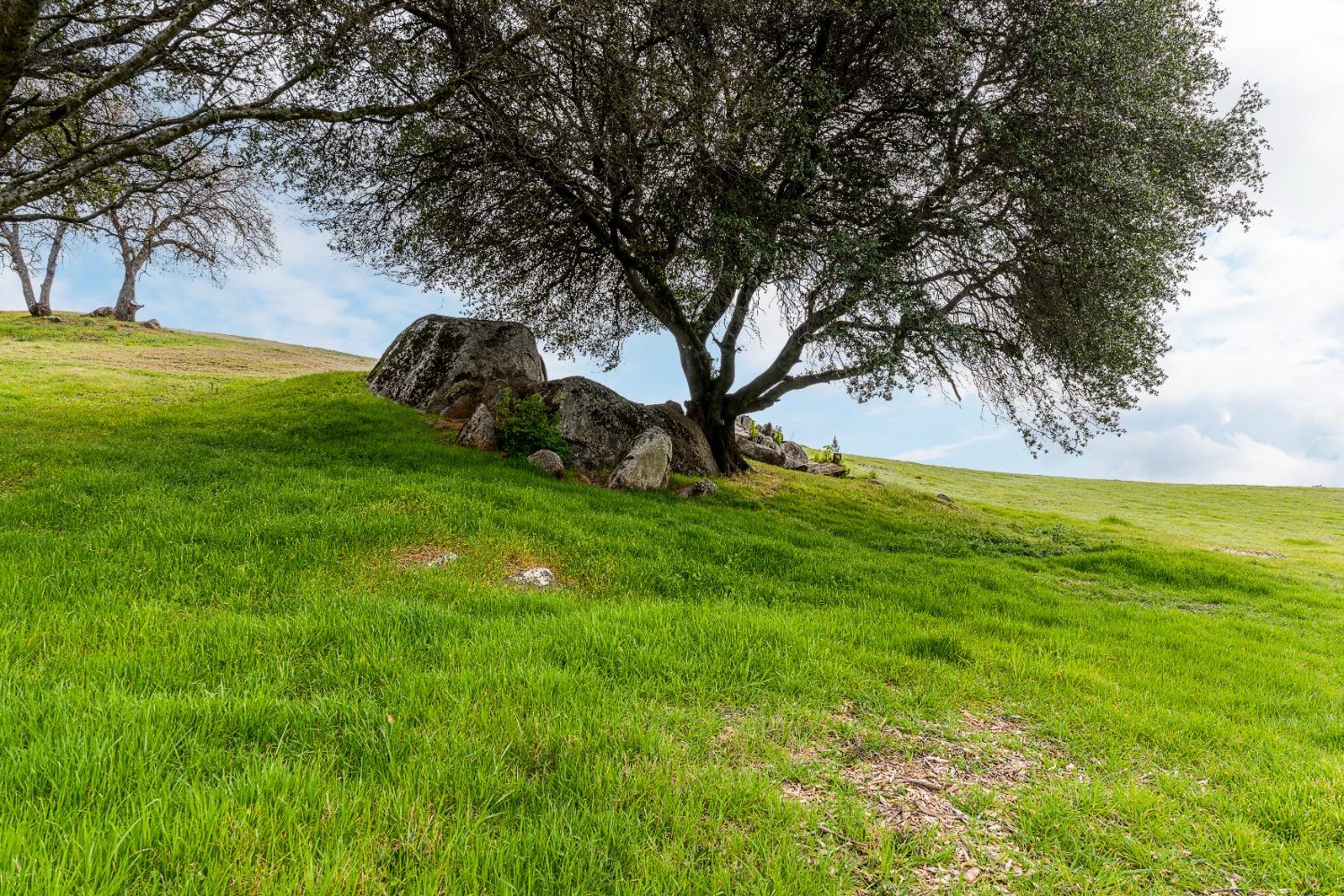 3180 Rattlesnake Road Newcastle, CA 95658 - Photo 21 of 39 a view of yard with grass and trees