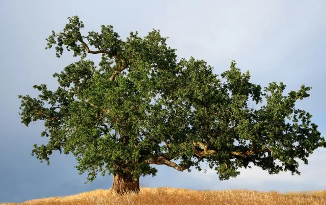 $942,805 | 2896 Knightsbridge Lane, Roseville, CA 95747