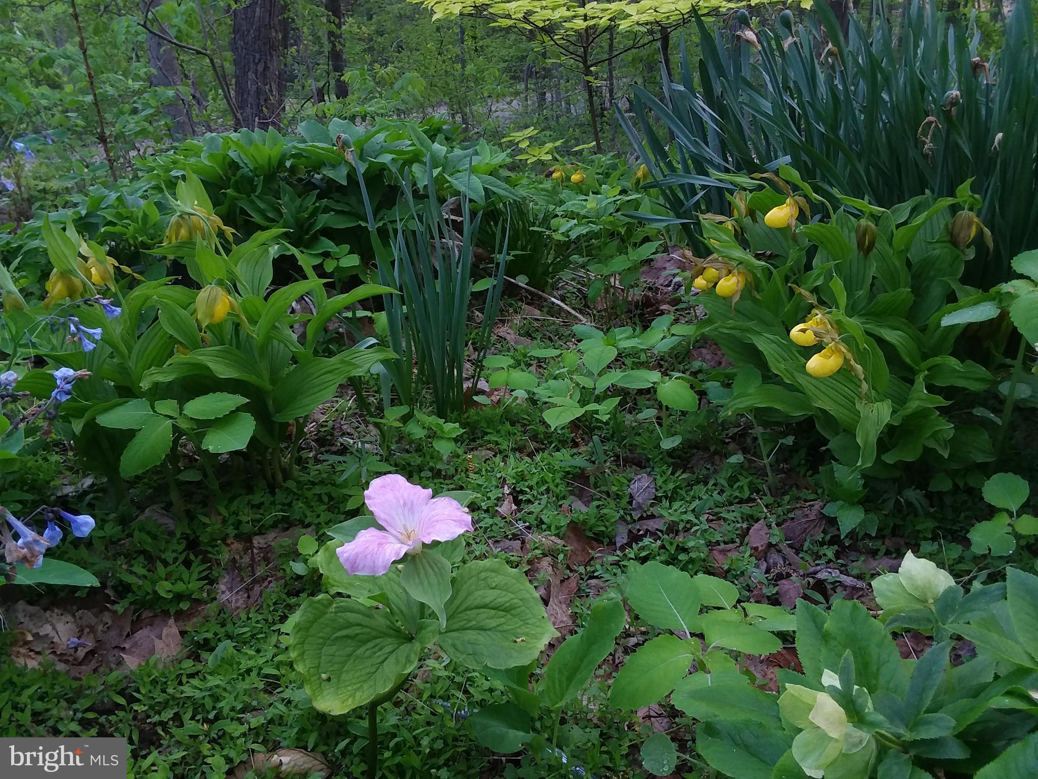 610 Wilderness Road Linden, VA 22642 - Photo 45 of 68 Native Trillium and Lady Slippers