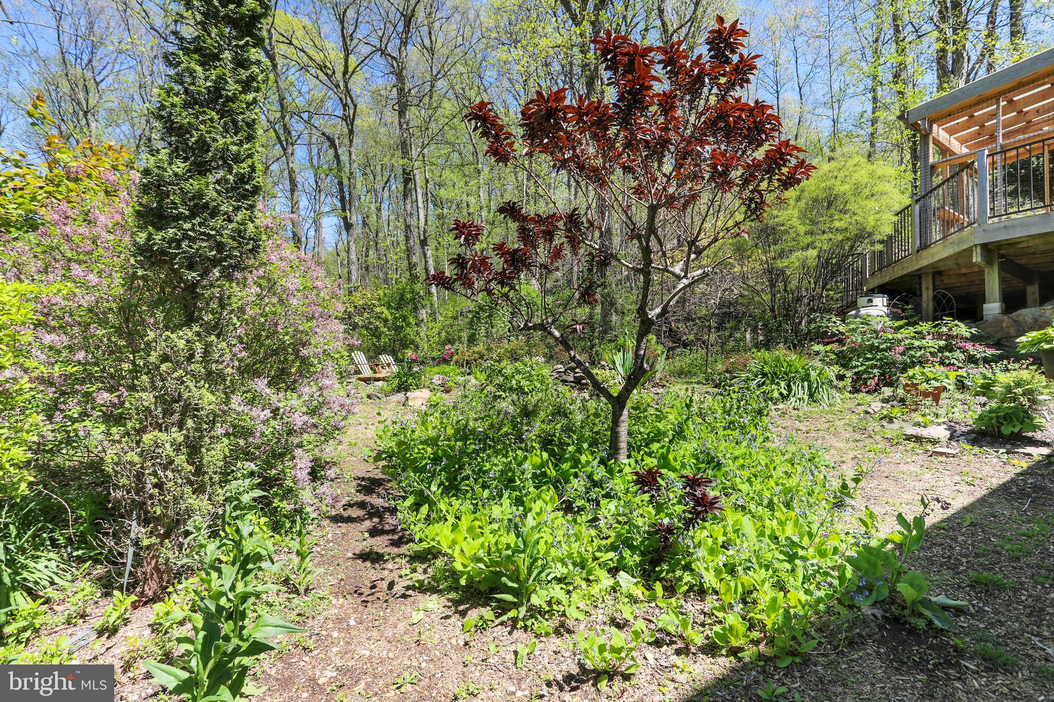 610 Wilderness Road Linden, VA 22642 - Photo 48 of 68 Woodland garden