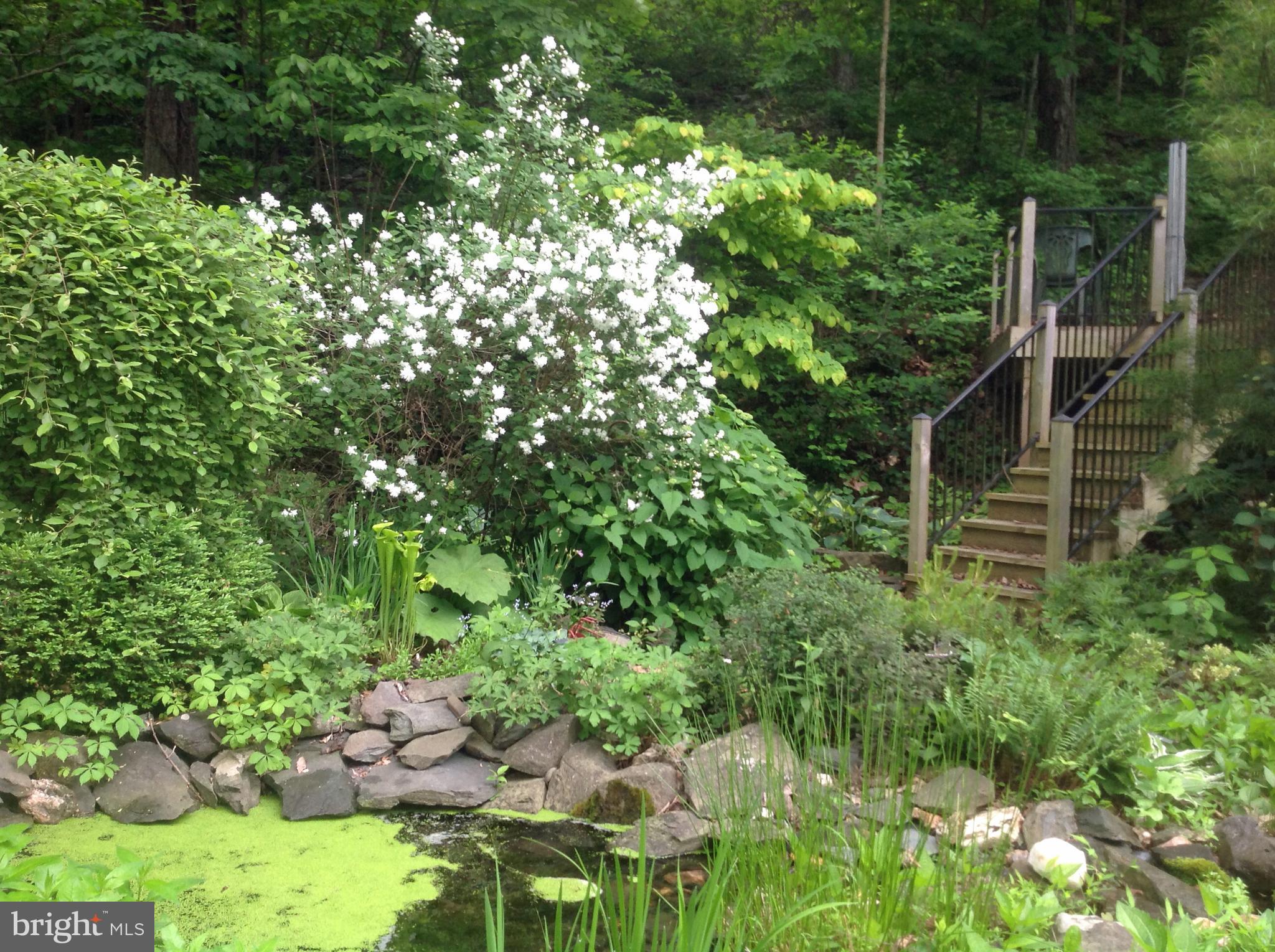 610 Wilderness Road Linden, VA 22642 - Photo 56 of 68 Summertime in the garden