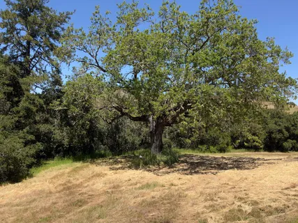 a view of a yard with trees