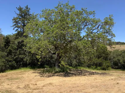 a view of a yard with a tree