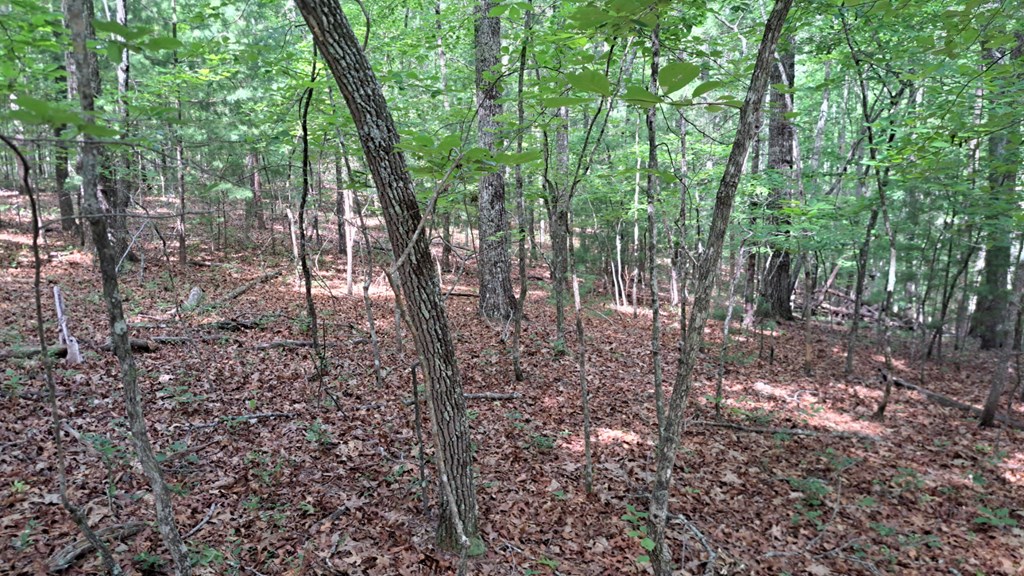 31-acres Upper Bear Paw Road Murphy, NC 28906 - Photo 13 of 26