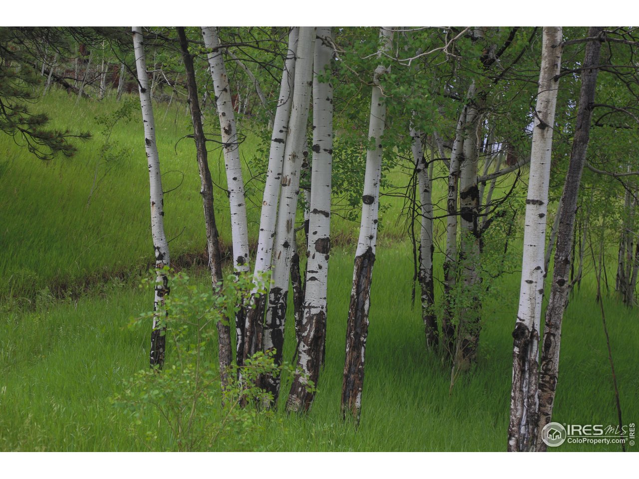 0 Old Flowers Road Bellvue, CO 80512 - Photo 12 of 40 a view of a garden