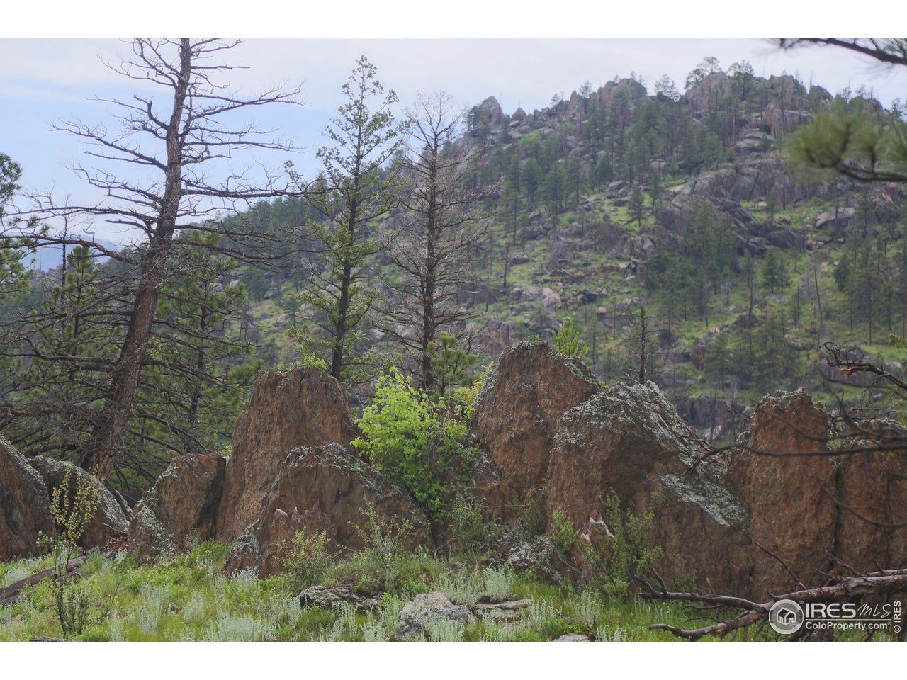 0 Old Flowers Road Bellvue, CO 80512 - Photo 14 of 40 a view of a lot of trees and bushes