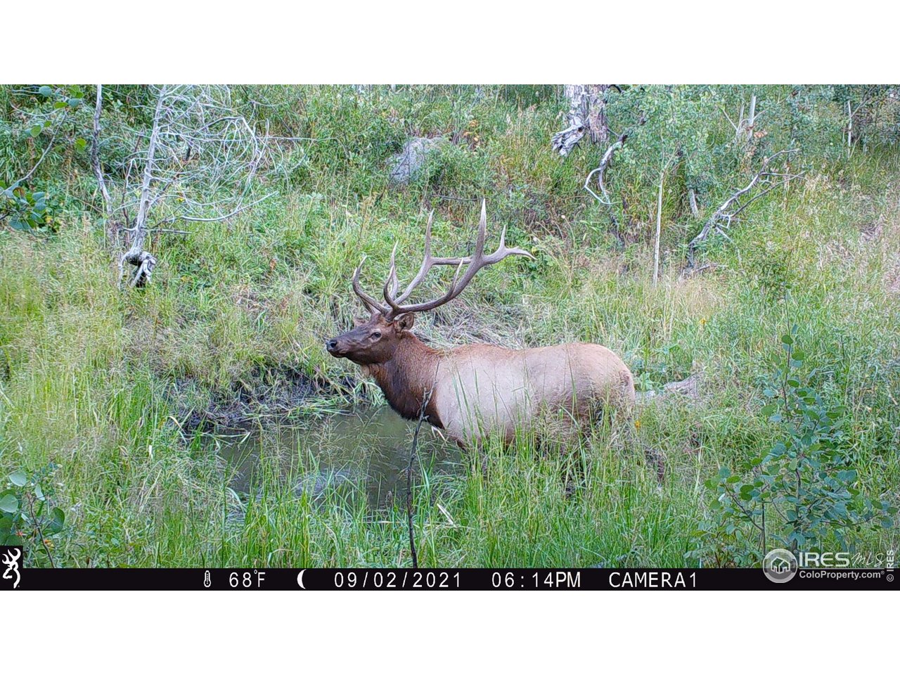 0 Old Flowers Road Bellvue, CO 80512 - Photo 16 of 40 a open area with a yard and large trees
