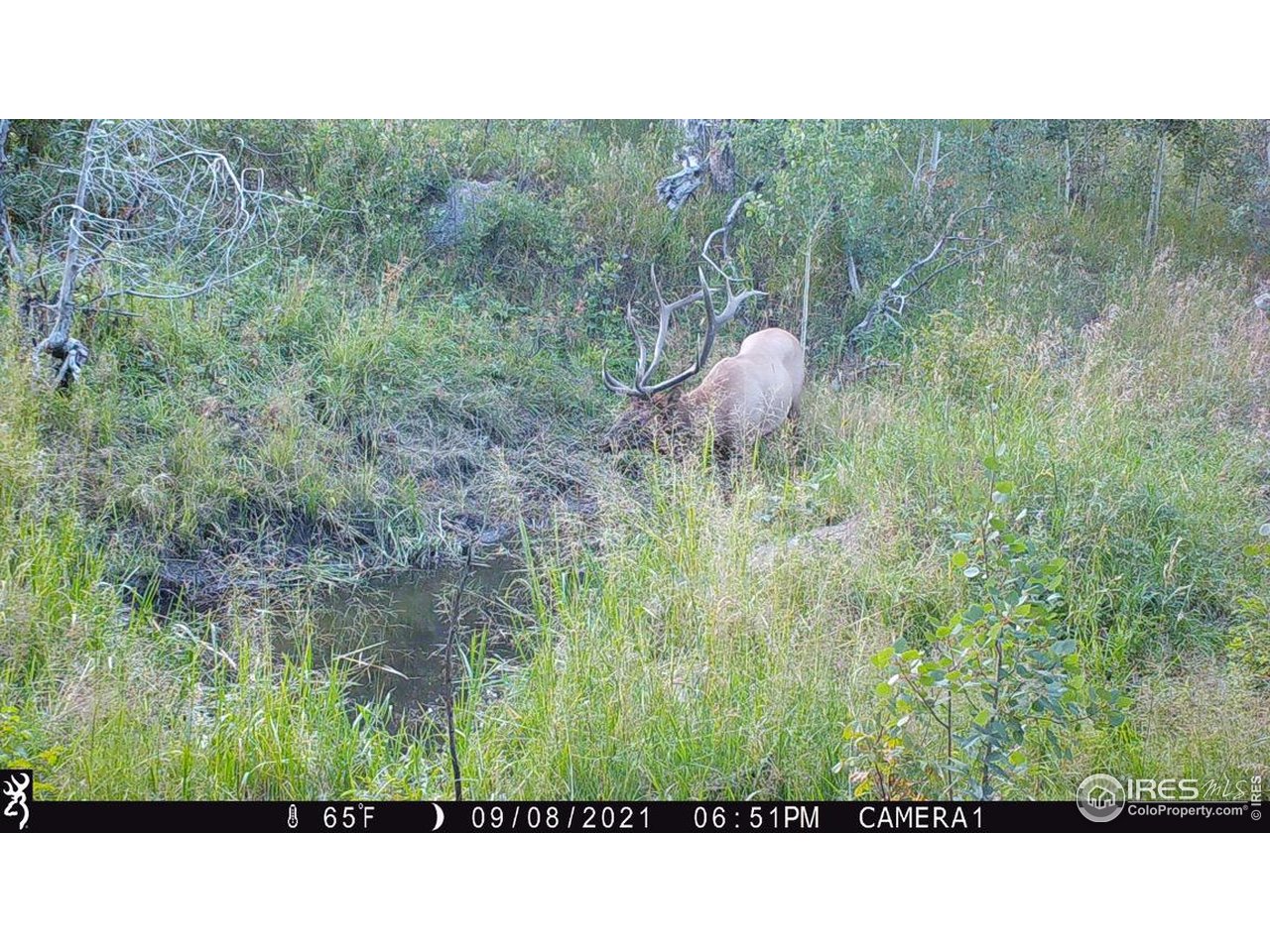 0 Old Flowers Road Bellvue, CO 80512 - Photo 18 of 40 a black and white photo of a forest