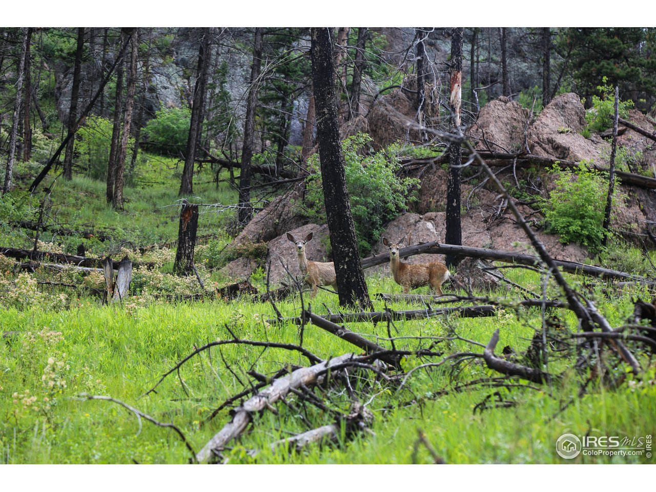 0 Old Flowers Road Bellvue, CO 80512 - Photo 21 of 40 a backyard of a house with lots of green space