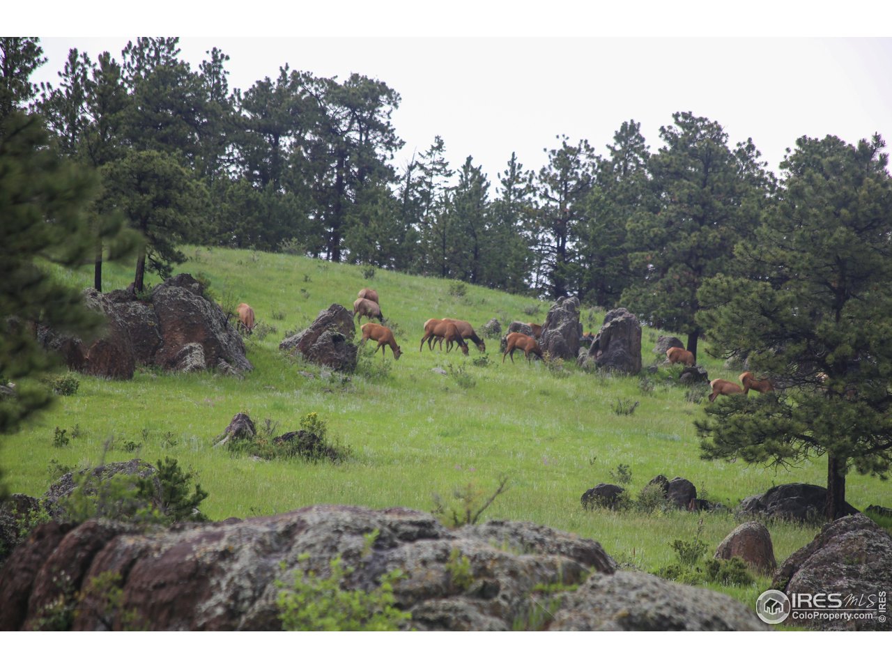 0 Old Flowers Road Bellvue, CO 80512 - Photo 22 of 40 a view of a park with large trees
