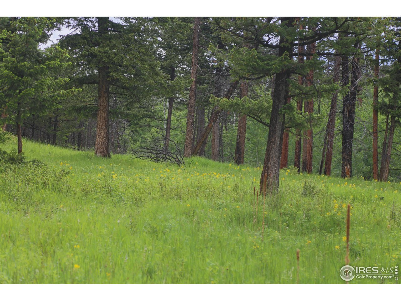 0 Old Flowers Road Bellvue, CO 80512 - Photo 26 of 40 a view of an outdoor space and a yard