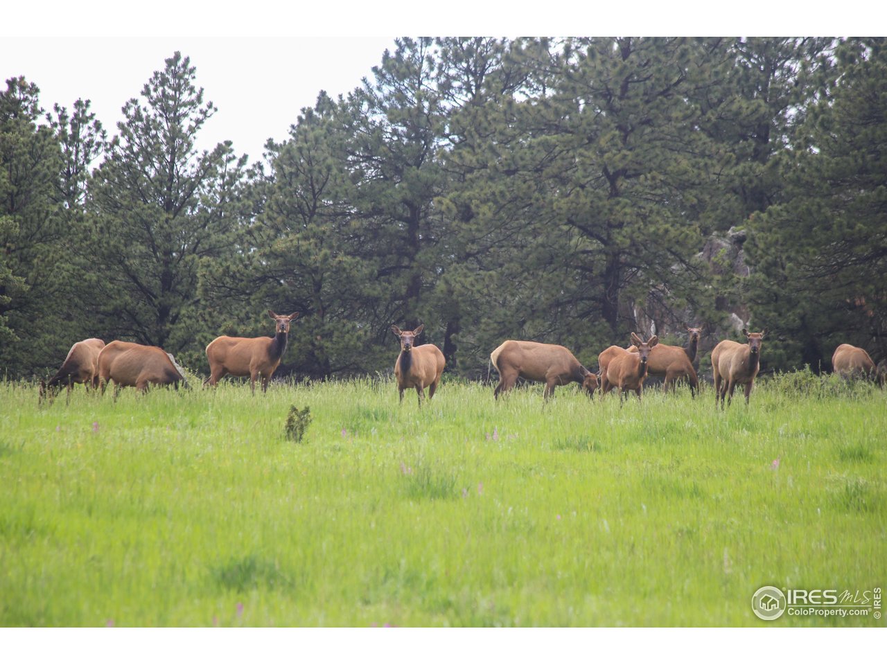 0 Old Flowers Road Bellvue, CO 80512 - Photo 27 of 40 a view of a garden