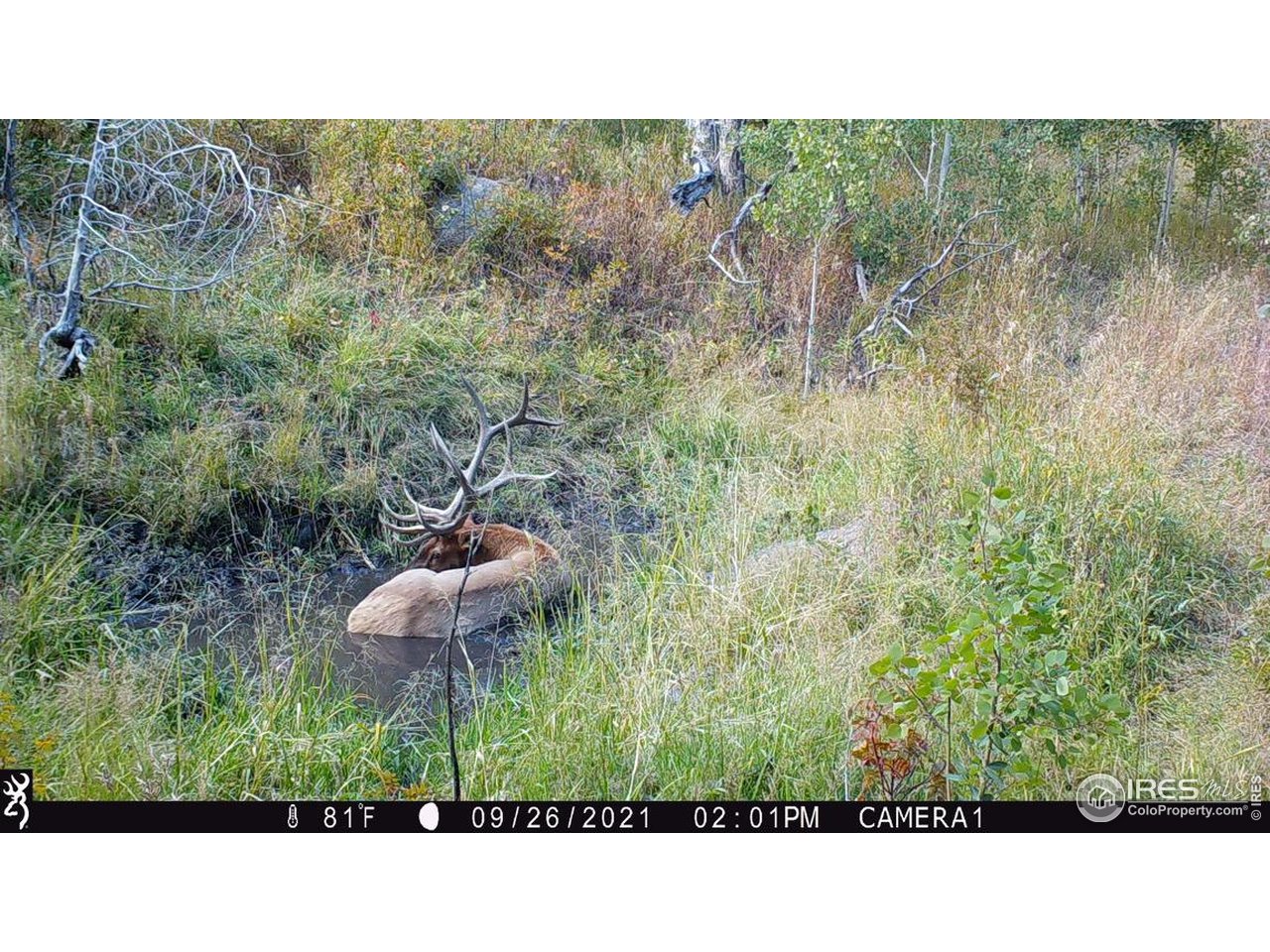 0 Old Flowers Road Bellvue, CO 80512 - Photo 35 of 40 a black and white photo of a house