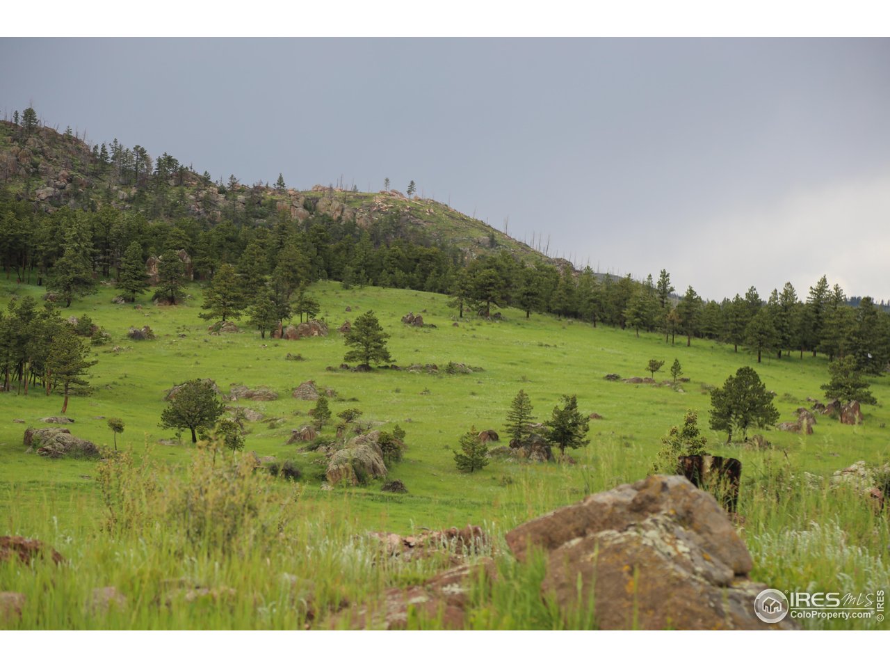 0 Old Flowers Road Bellvue, CO 80512 - Photo 38 of 40 a view of a green field with lots of trees
