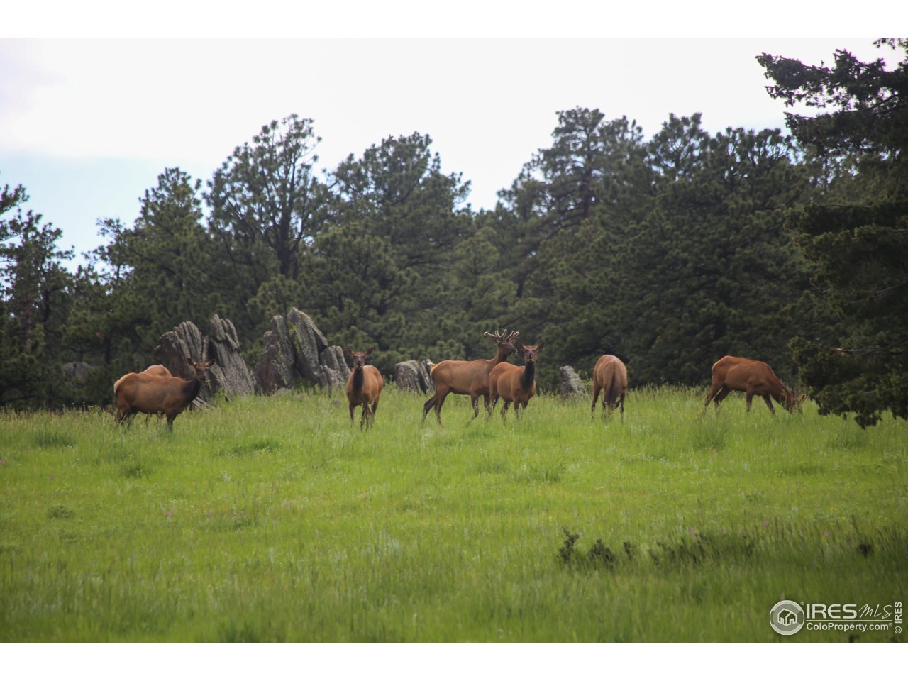 0 Old Flowers Road Bellvue, CO 80512 - Photo 4 of 40 a view of a backyard