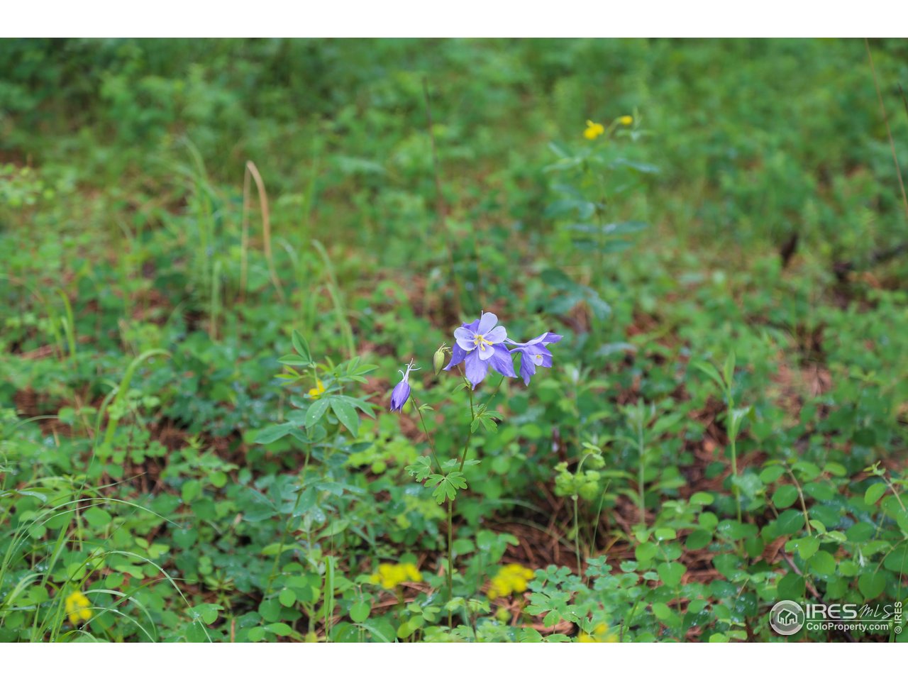 0 Old Flowers Road Bellvue, CO 80512 - Photo 6 of 40 a view of a yard with plants and a bench