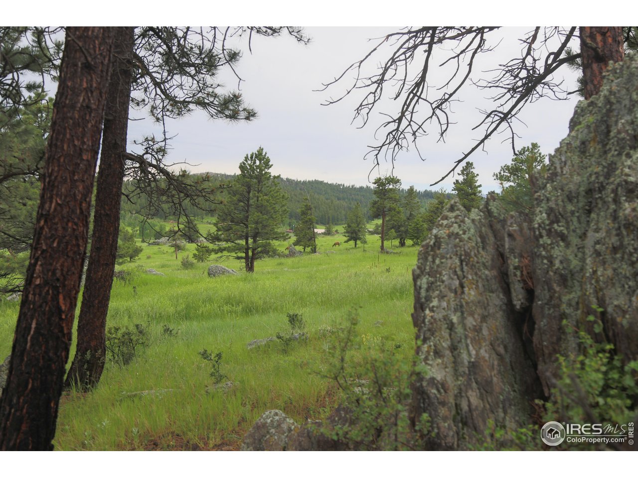 0 Old Flowers Road Bellvue, CO 80512 - Photo 7 of 40 a view of a big yard with large trees