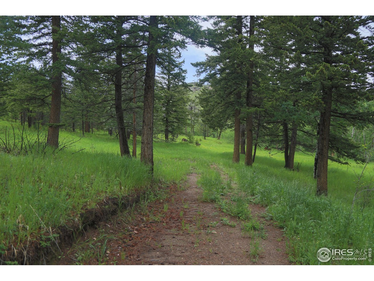 0 Old Flowers Road Bellvue, CO 80512 - Photo 9 of 40 a view of a lush green forest