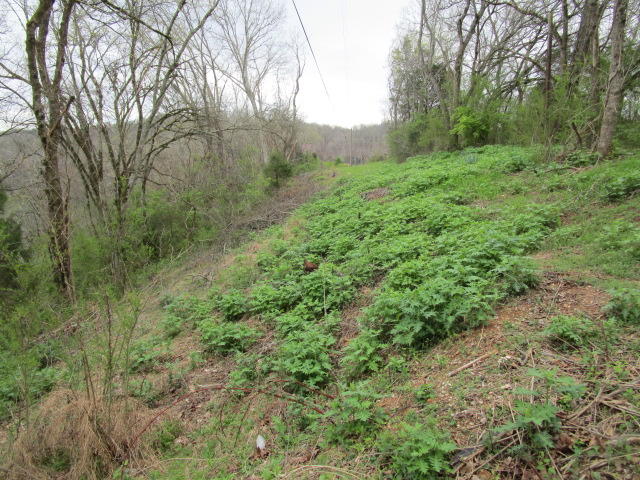 Horseshoe Bend Road Blaine, TN 37709 - Photo 3 of 8 IMG_1512