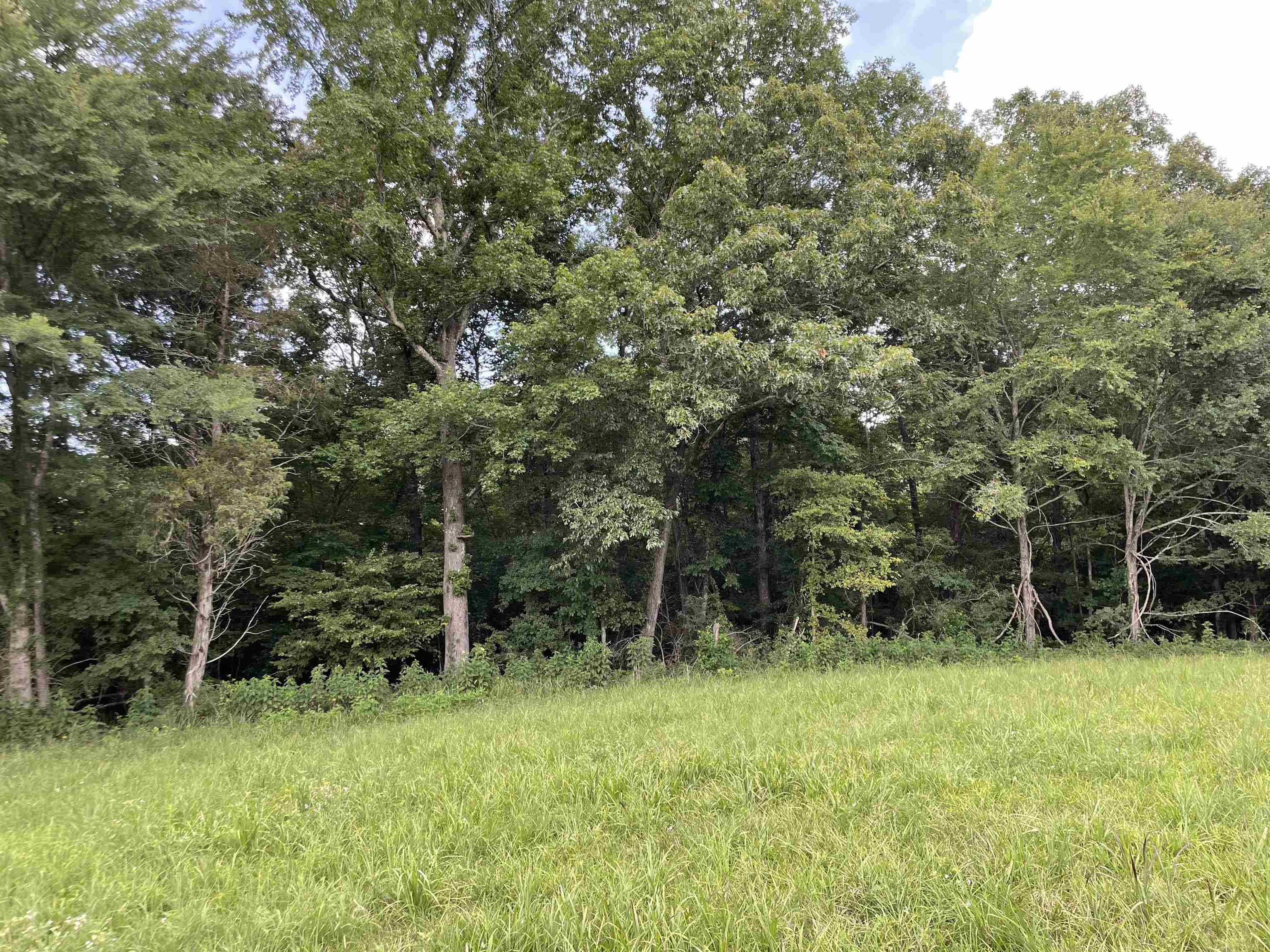 2245 Big Ivy Road Savannah, TN 38372 - Photo 19 of 39