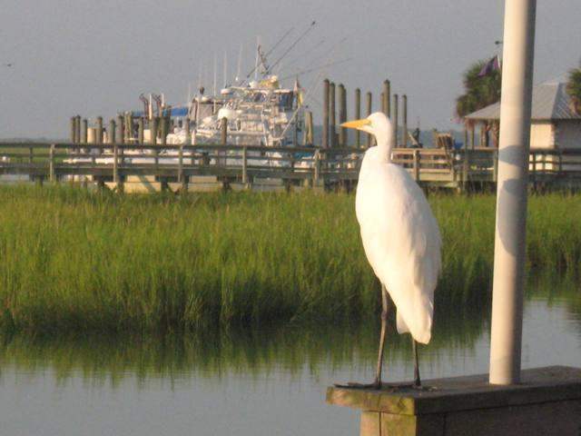 Tbd Summerlight Drive Murrells Inlet, SC 29576 - Photo 11 of 25 Gallery Image 11