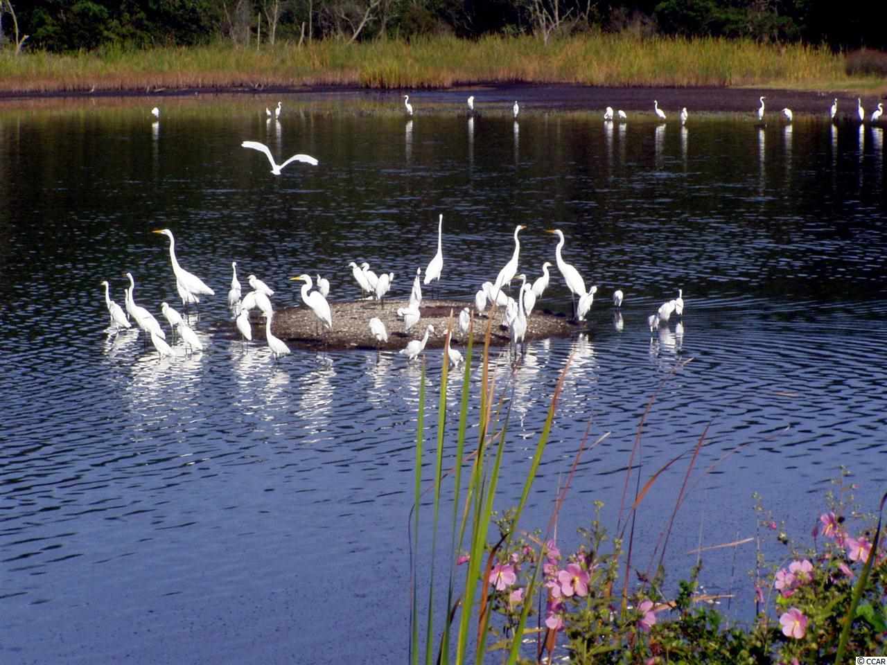 Tbd Summerlight Drive Murrells Inlet, SC 29576 - Photo 16 of 25 Gallery Image 16