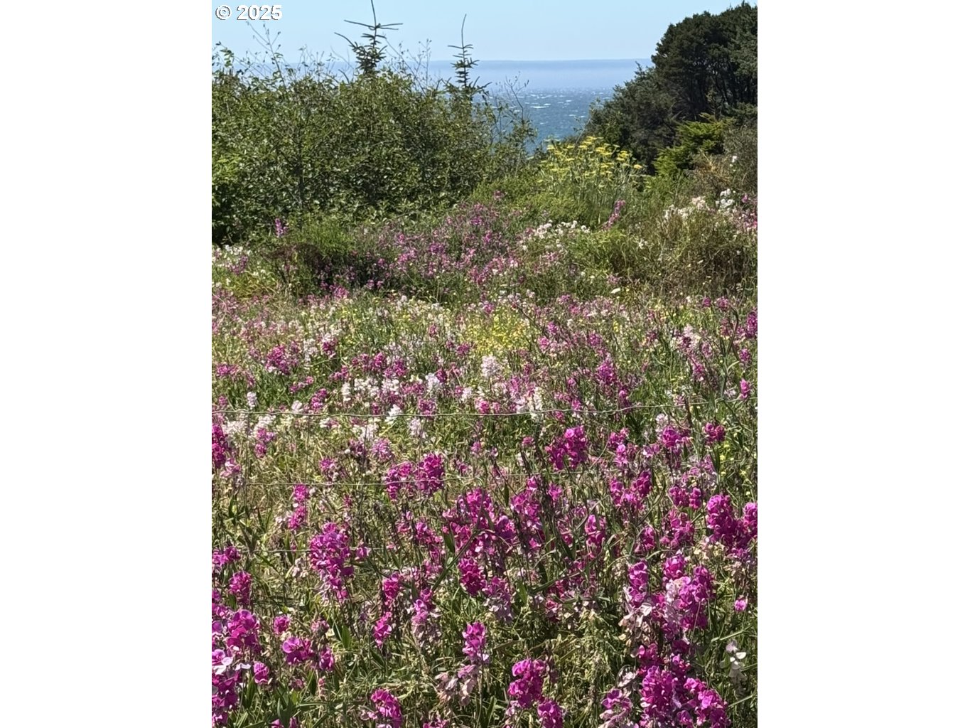 Ophir Road Gold Beach, OR 97444 - Photo 11 of 14