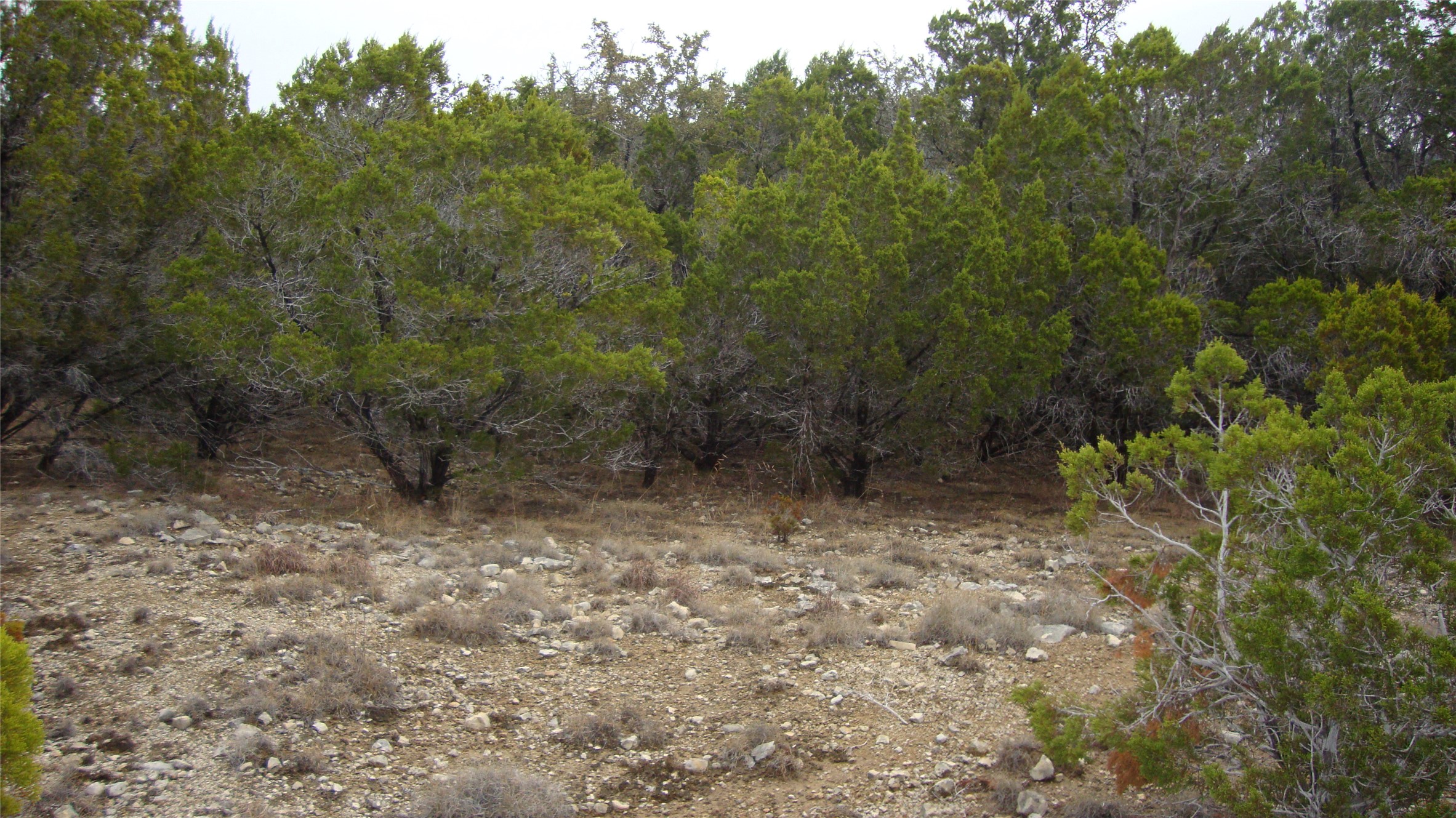 7700 Bar K Ranch Road Lago Vista, TX 78645 - Photo 5 of 8 View of undeveloped land