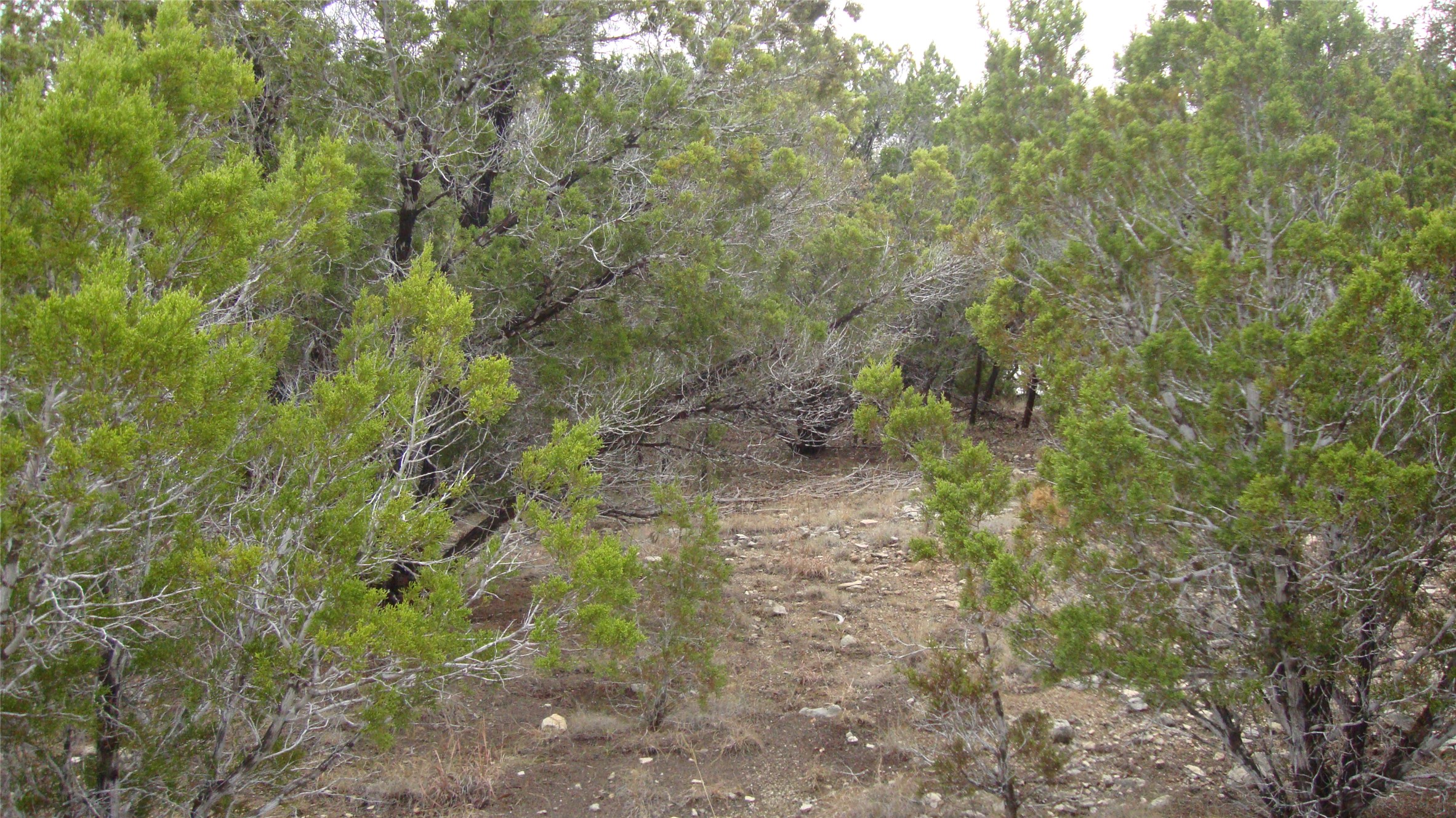 7700 Bar K Ranch Road Lago Vista, TX 78645 - Photo 6 of 8 View of woods