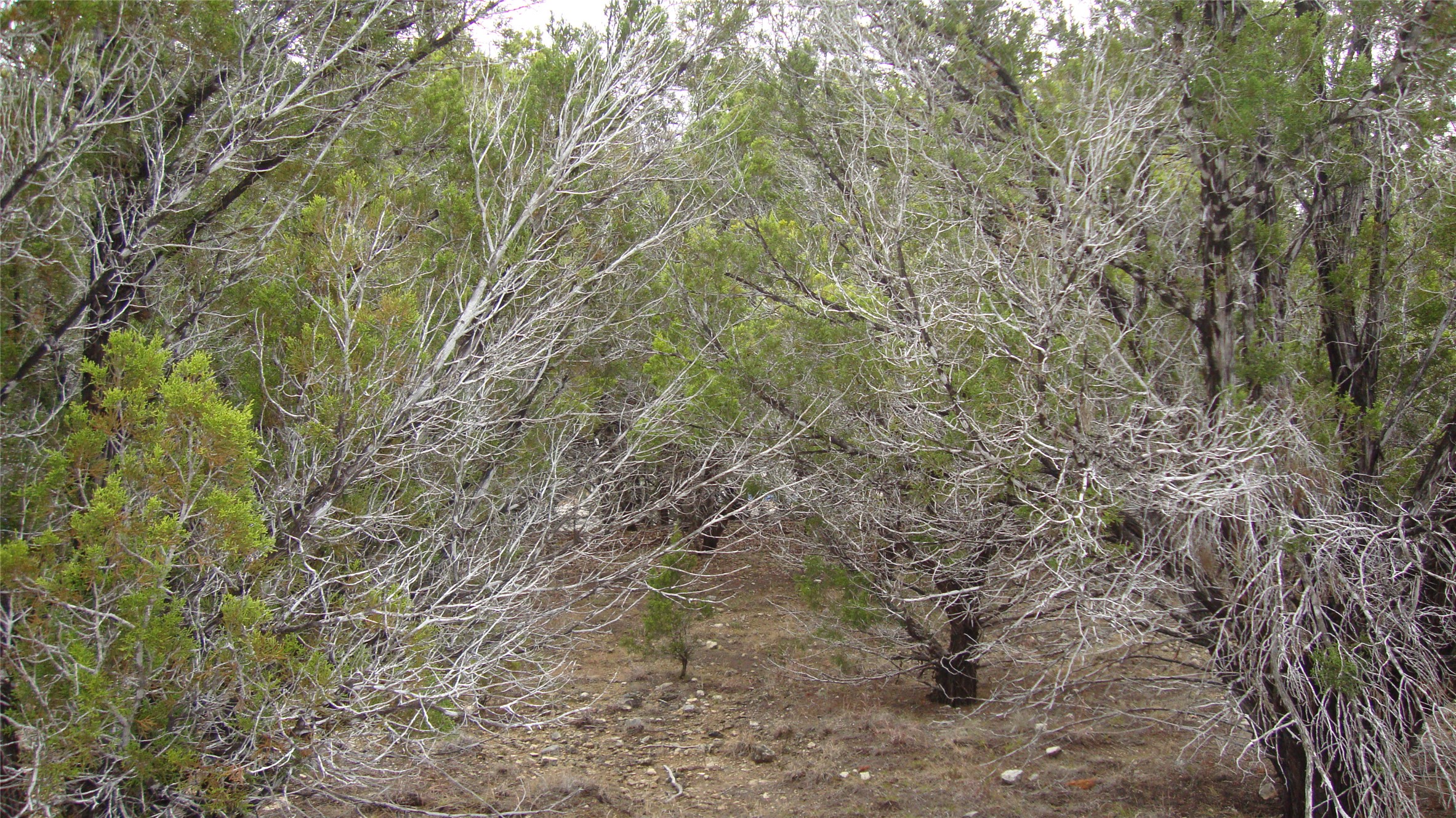 7700 Bar K Ranch Road Lago Vista, TX 78645 - Photo 7 of 8 View of nature