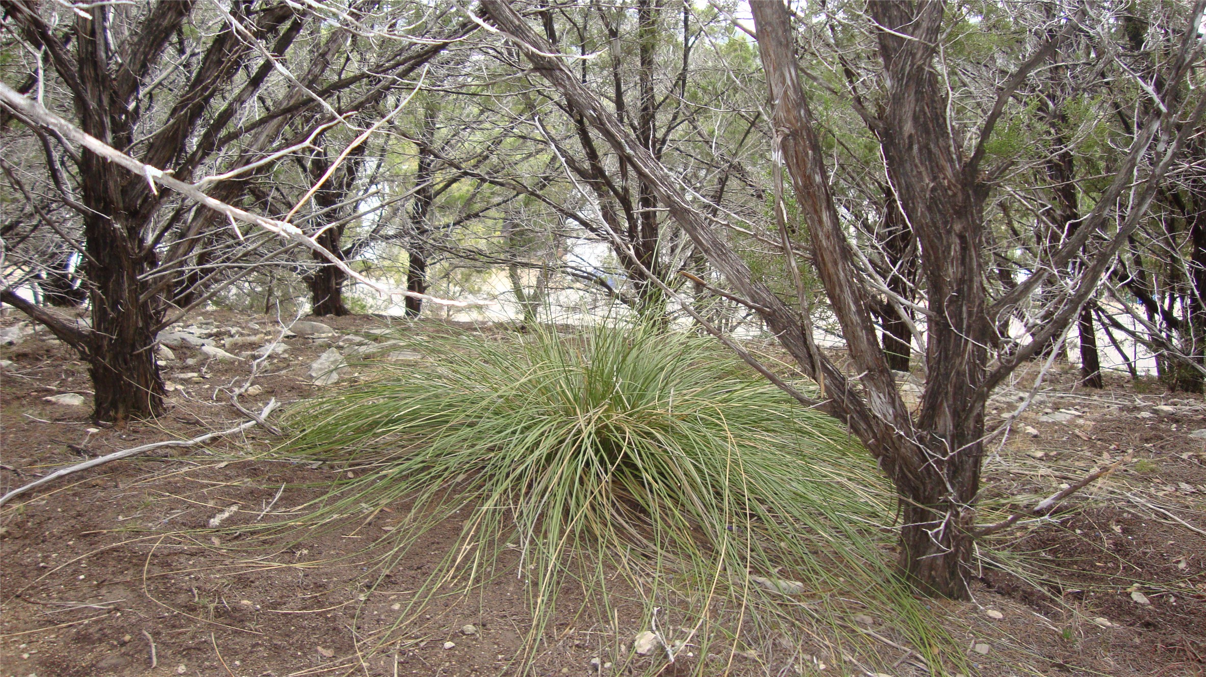 7700 Bar K Ranch Road Lago Vista, TX 78645 - Photo 8 of 8 View of local wilderness