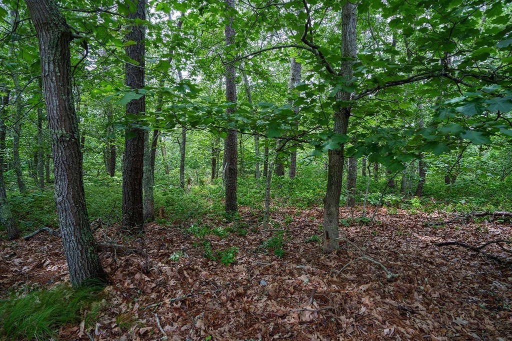 8 Meshacket Wood Road Edgartown, MA 02539 - Photo 5 of 7 a view of forest