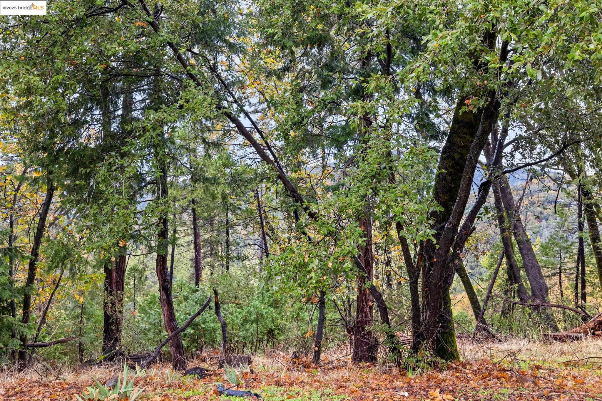 17943 Plateau Road Sonora, CA 95370 - Photo 11 of 11 View of undeveloped land
