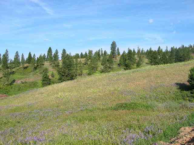 Lot 12 Ridge Way Deer Park, WA 99006 - Photo 8 of 8