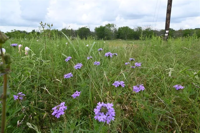 a view of a flower in a garden