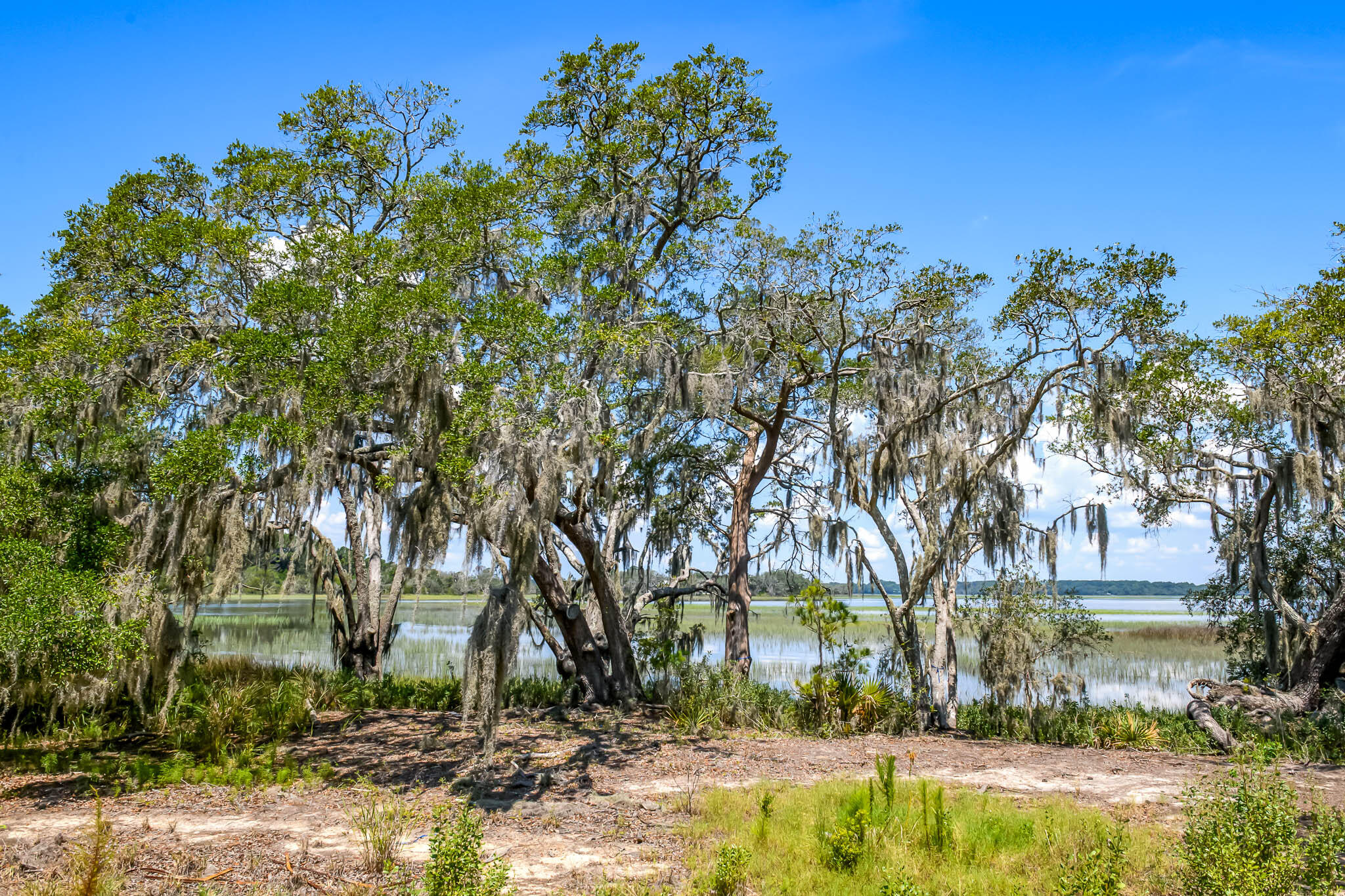 6258 Josie Ridge Road Wadmalaw Island, SC 29487 - Photo 13 of 43 HFL_6258 JOSIE RIDGE-10