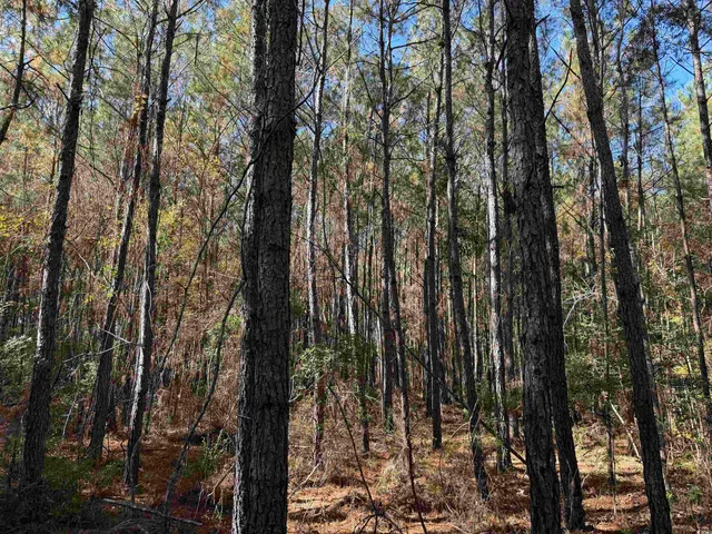 $75,050 | 7.90-acres-tbd Puncheon Creek Drive, Andrews, SC 29510