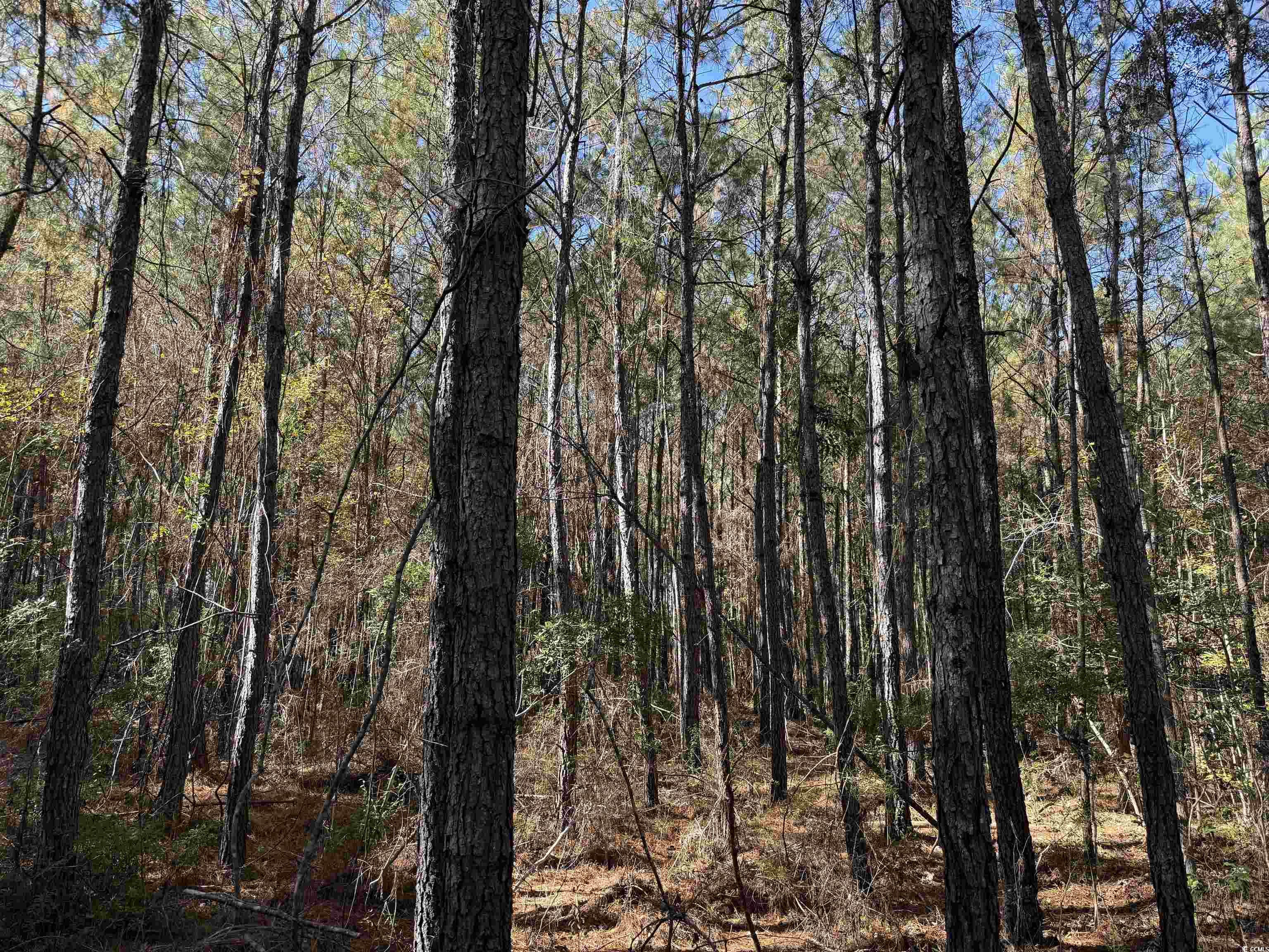 7.90-acres-tbd Puncheon Creek Drive Andrews, SC 29510 - Photo 6 of 7