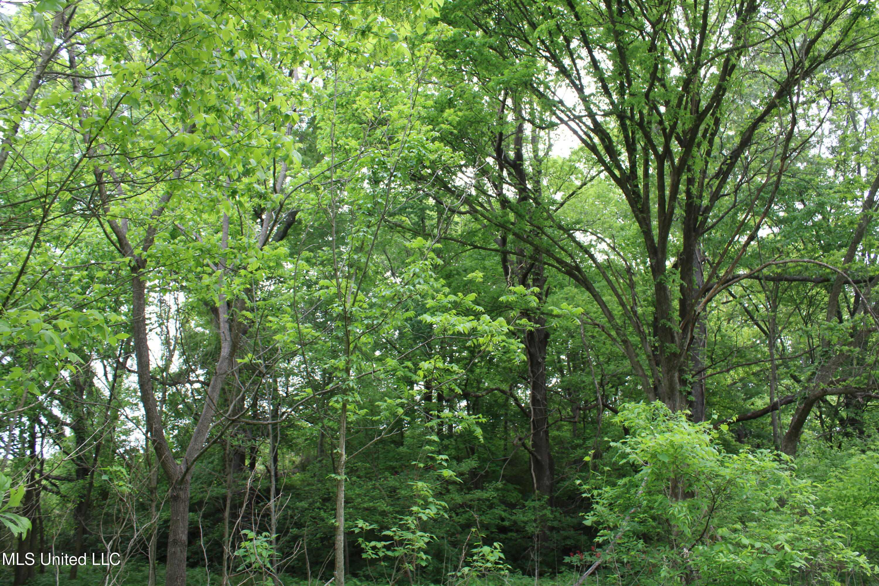 8311 Highway 302 Road Walls, MS 38680 - Photo 22 of 54 IMG_5928