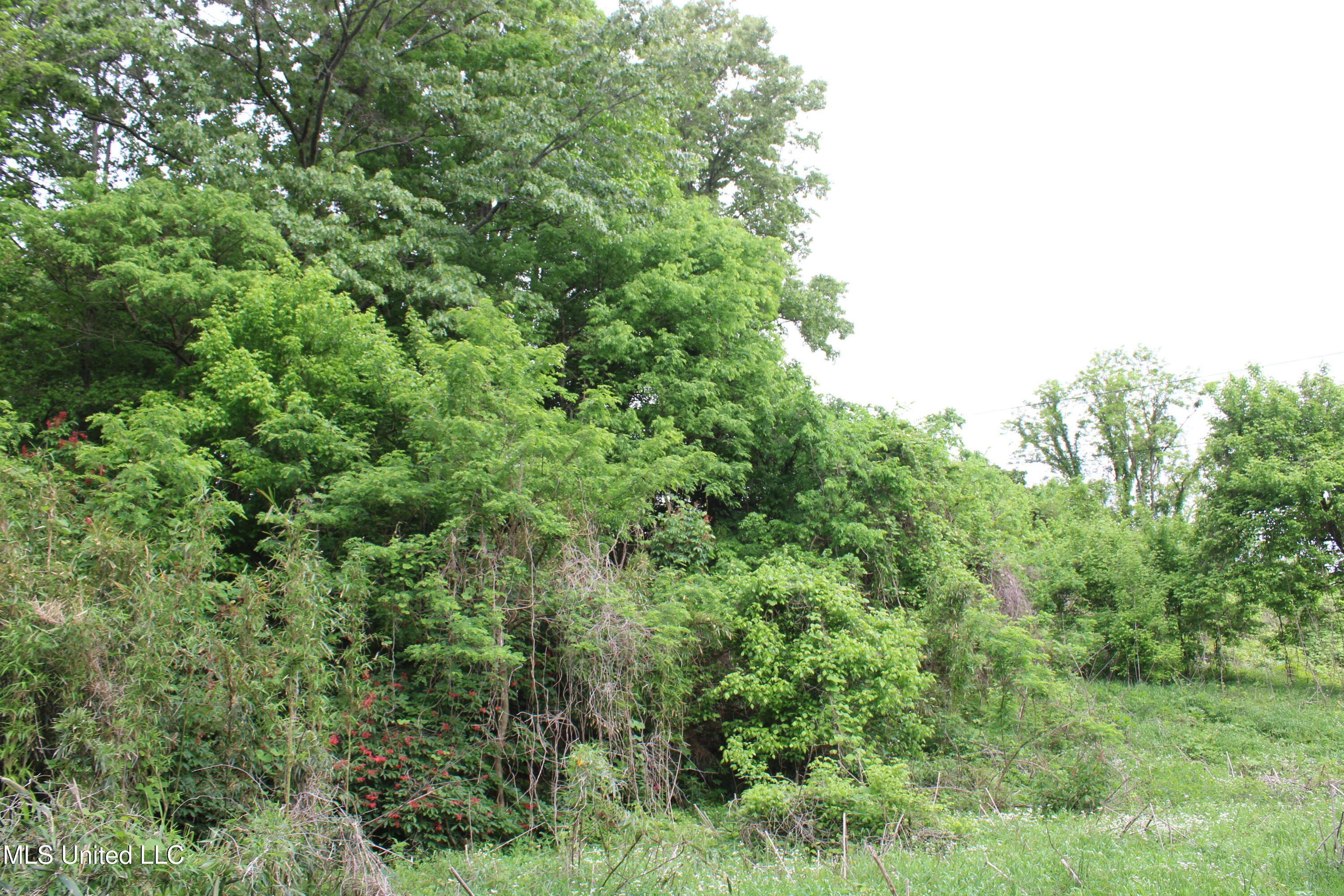 8311 Highway 302 Road Walls, MS 38680 - Photo 26 of 54 IMG_5935