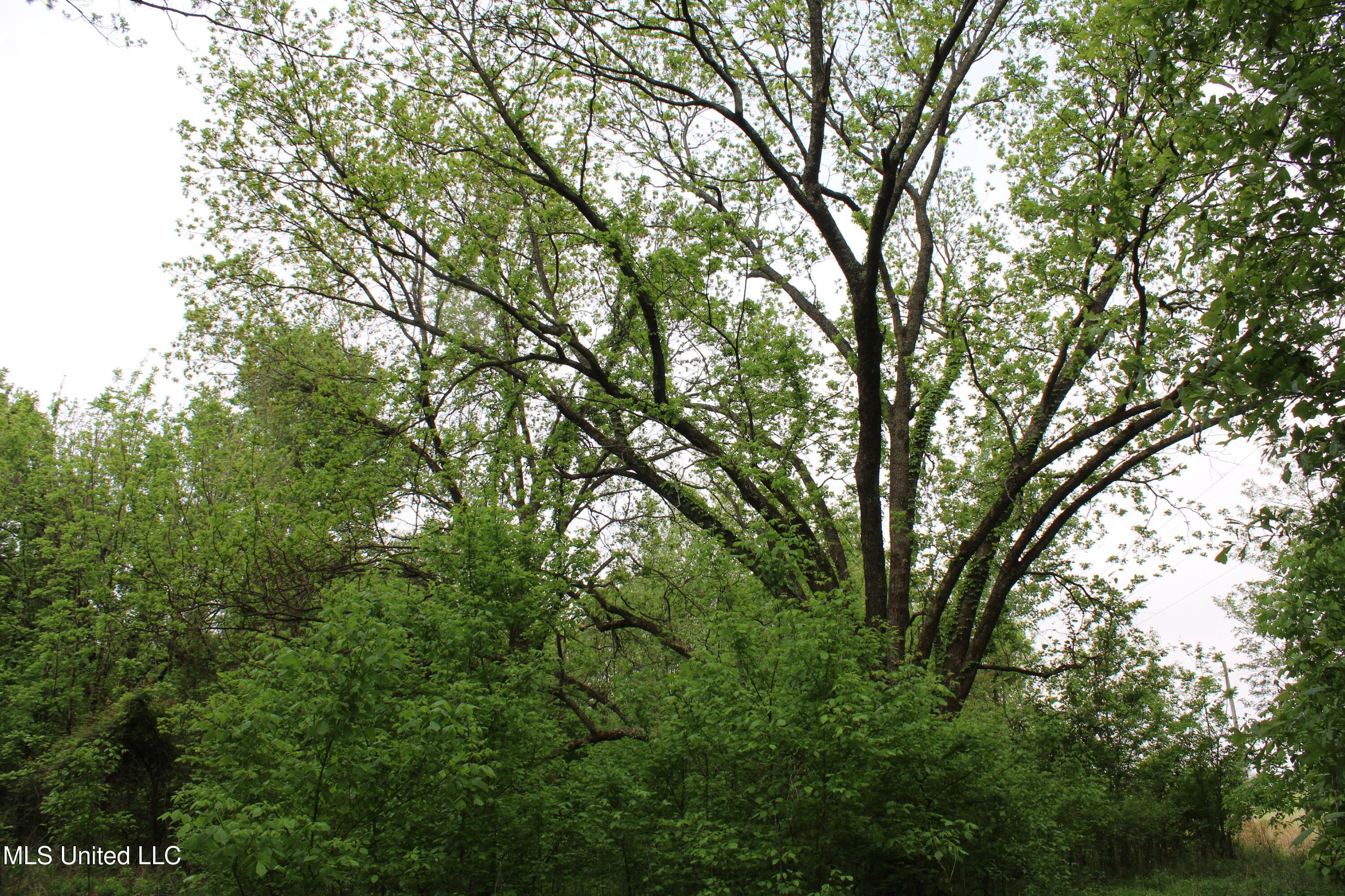 8311 Highway 302 Road Walls, MS 38680 - Photo 48 of 54 IMG_5929