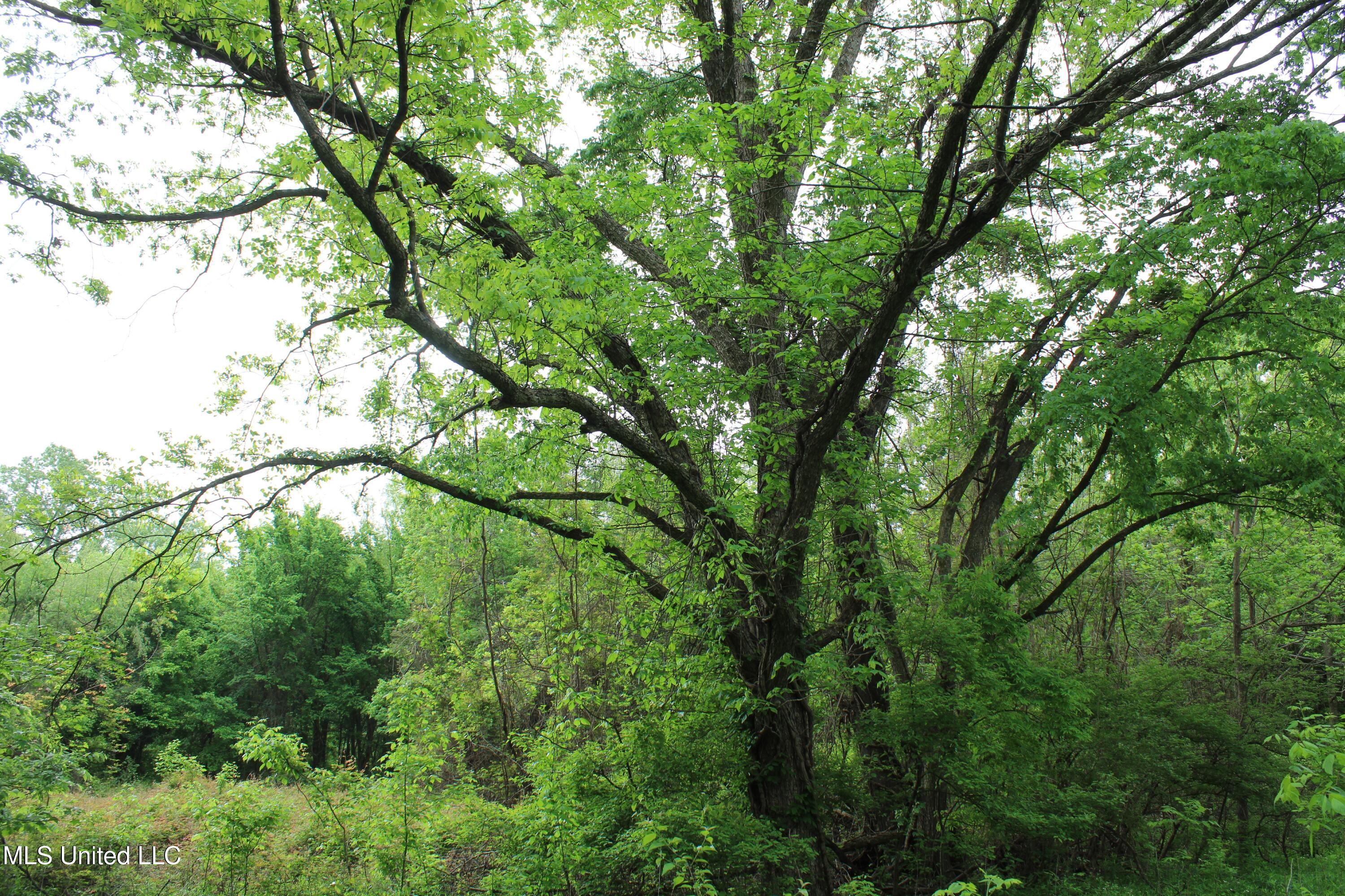 8311 Highway 302 Road Walls, MS 38680 - Photo 49 of 54 IMG_5930
