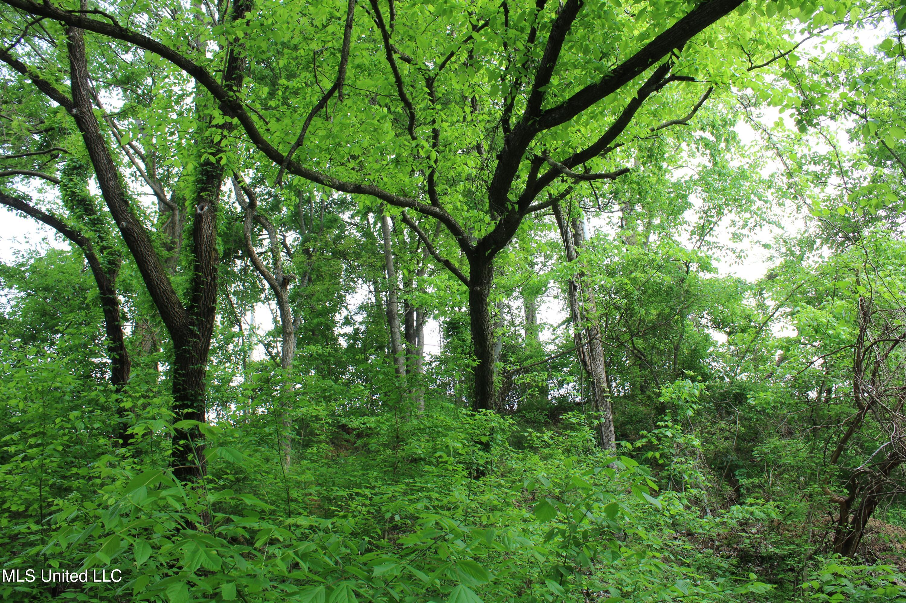 8311 Highway 302 Road Walls, MS 38680 - Photo 51 of 54 IMG_5939