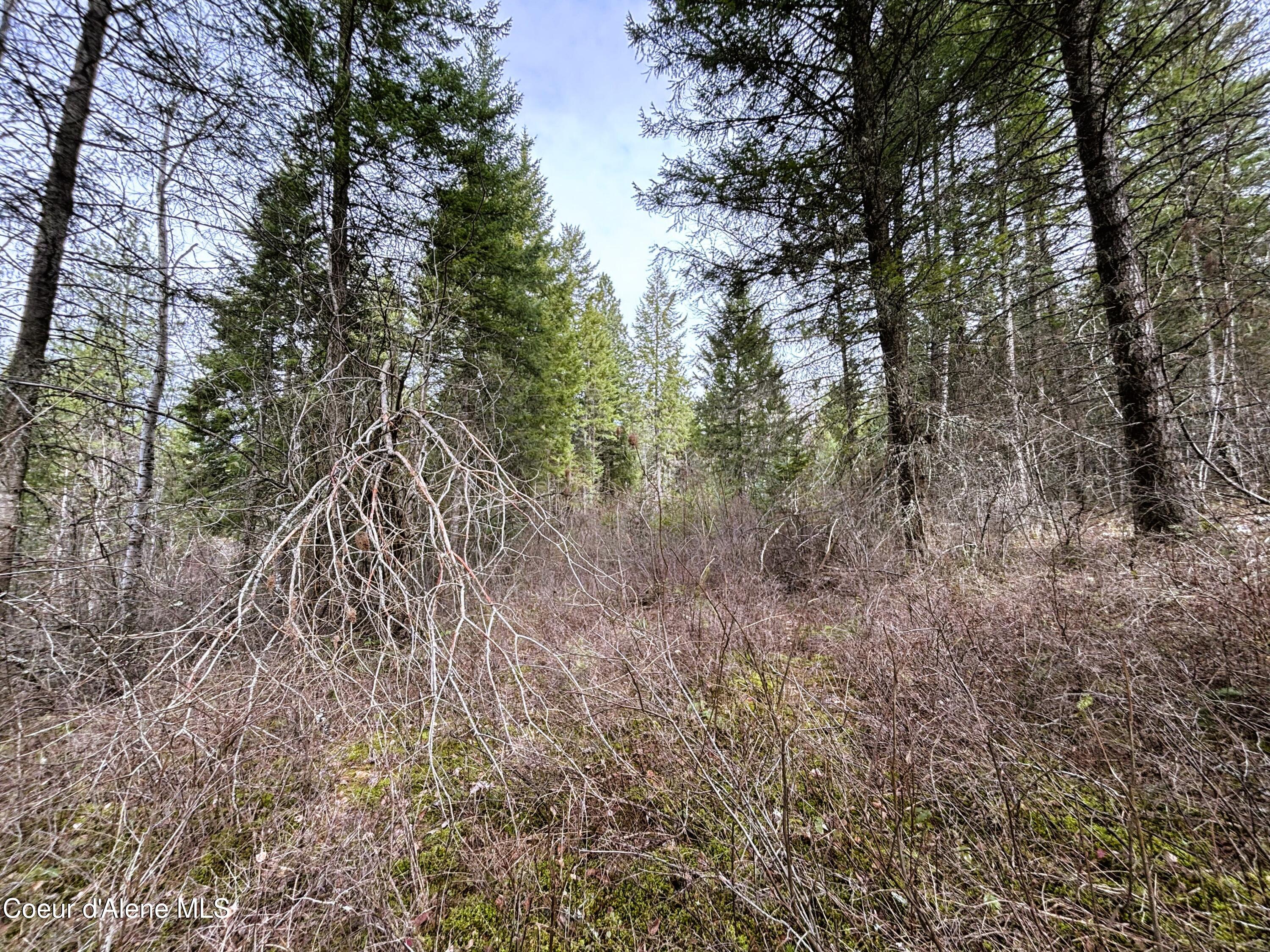 Nna Nna Road Cocolalla, ID 83813 - Photo 13 of 19 Forest 9